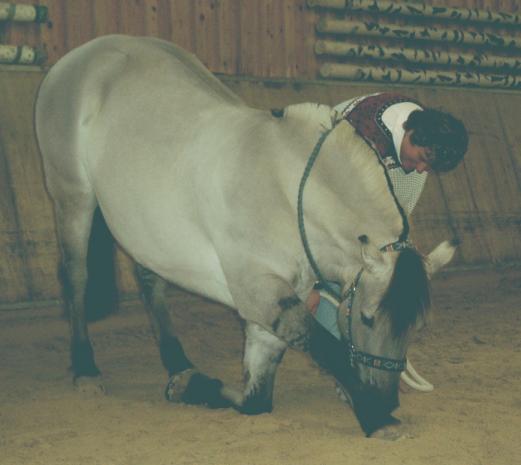 Norweger Stute im Kompliment