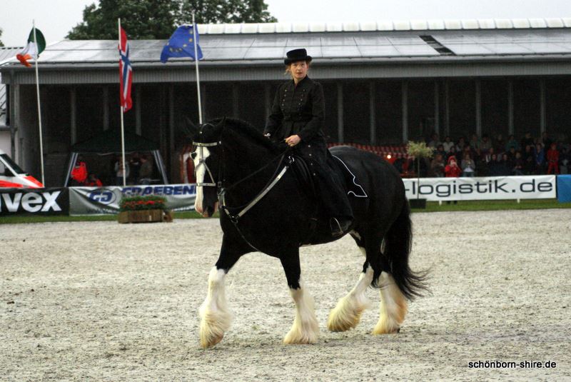 Shire Horse Dressur