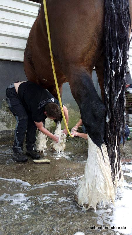 Shire Horse Pride wird gewaschen