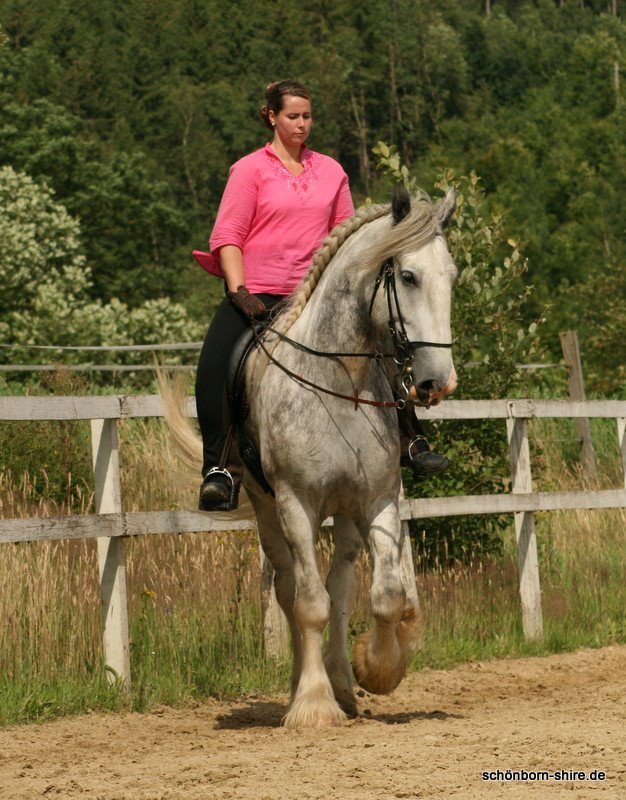 Shire Horse Wallach Spencer im Schulterherein