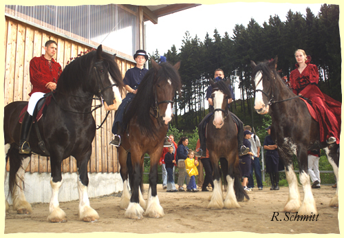 Shire Horse Quadrille