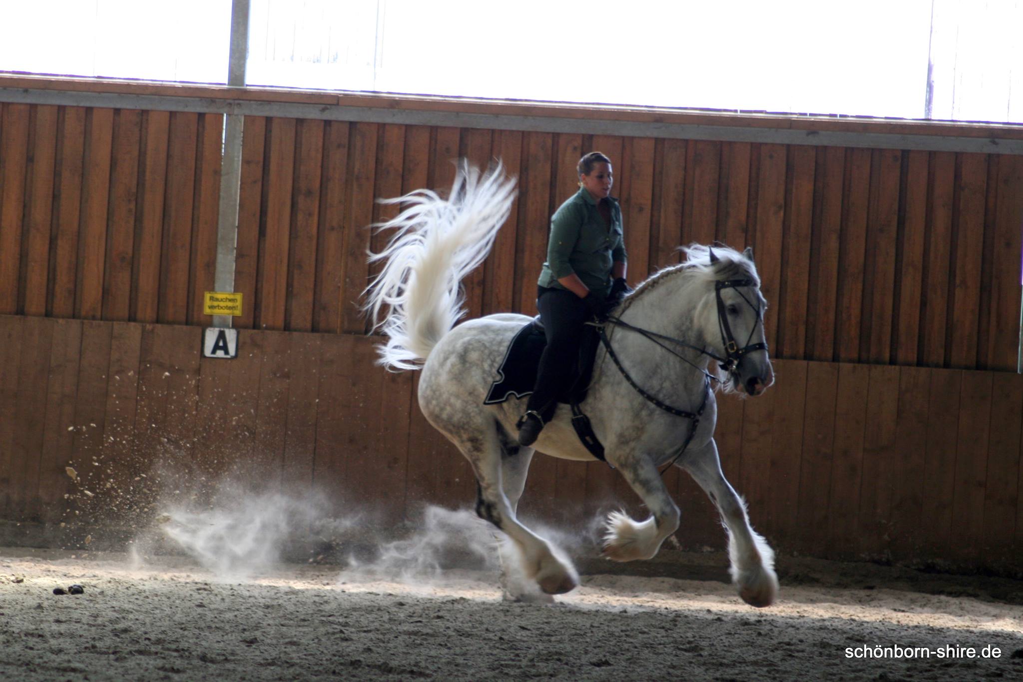 Open House, Shire Show Alpenrod