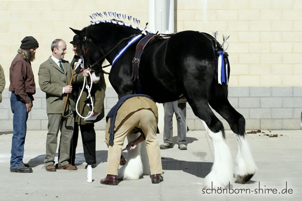 Nigel Blakey mit seinem 2 j&auml;hrigen Trofarth Cymro Sohn