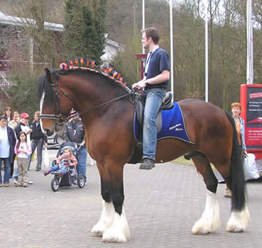 Patrick mit Deckhengst Farleyshire Prise