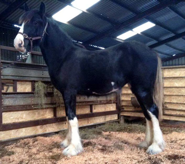 Shire Connection Schönborn Unsere Pferde