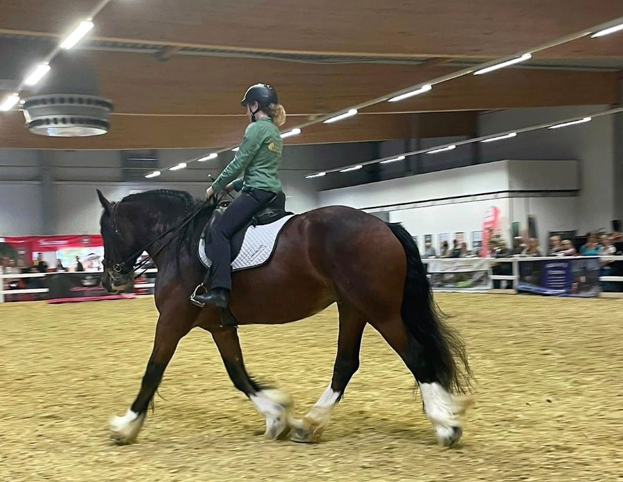Uta Gräf Shire Horse Demostunde