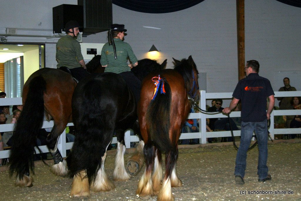 Unsere 3 Shire Horses im Ring