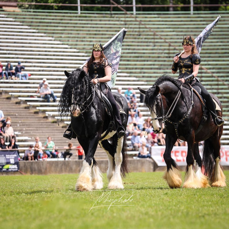Shire Horse Pferd International