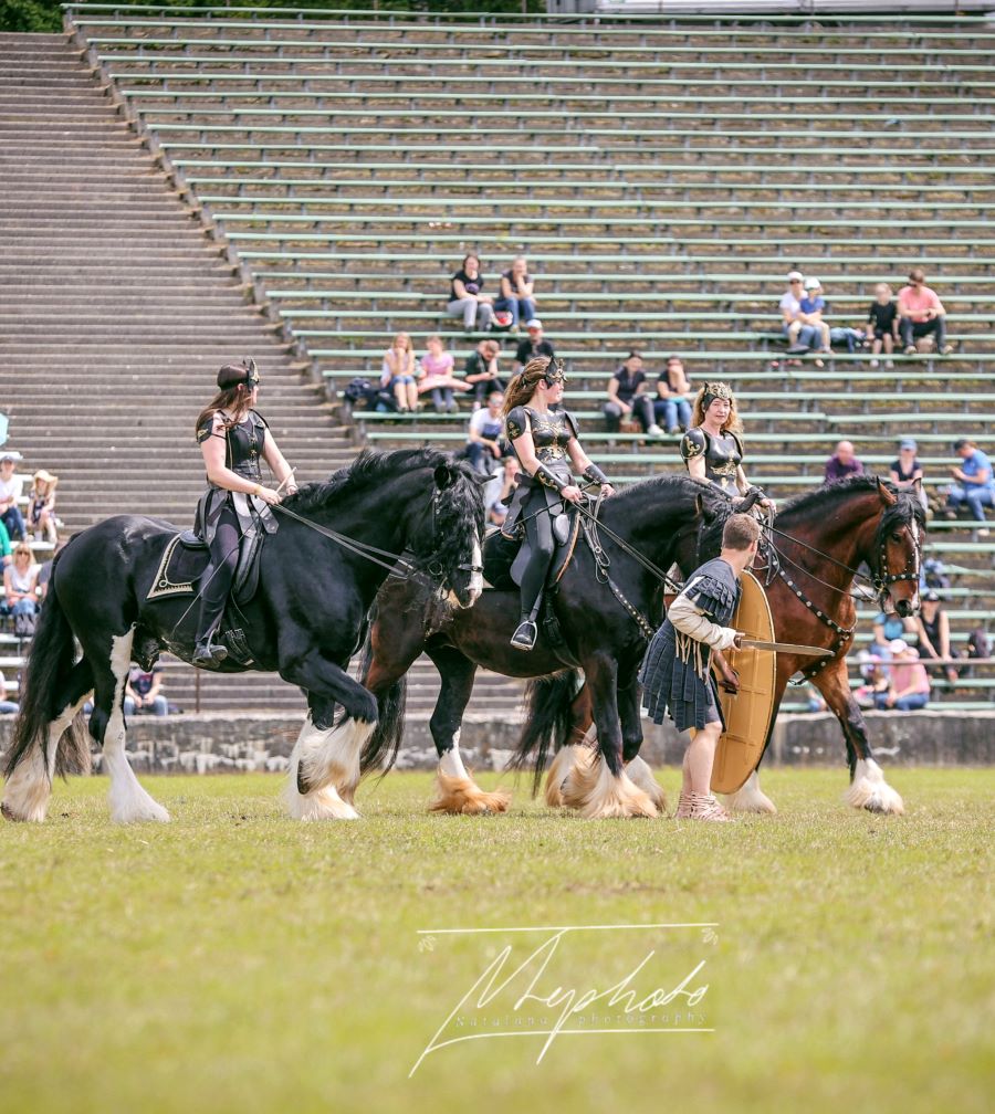 Gladiator Horses