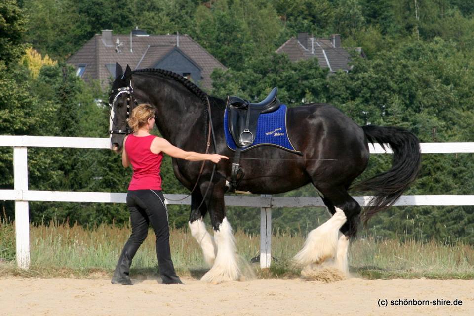 Shire Horse Glory in der Piaffe