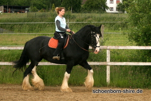 Wildenburgs Glory Nightshade