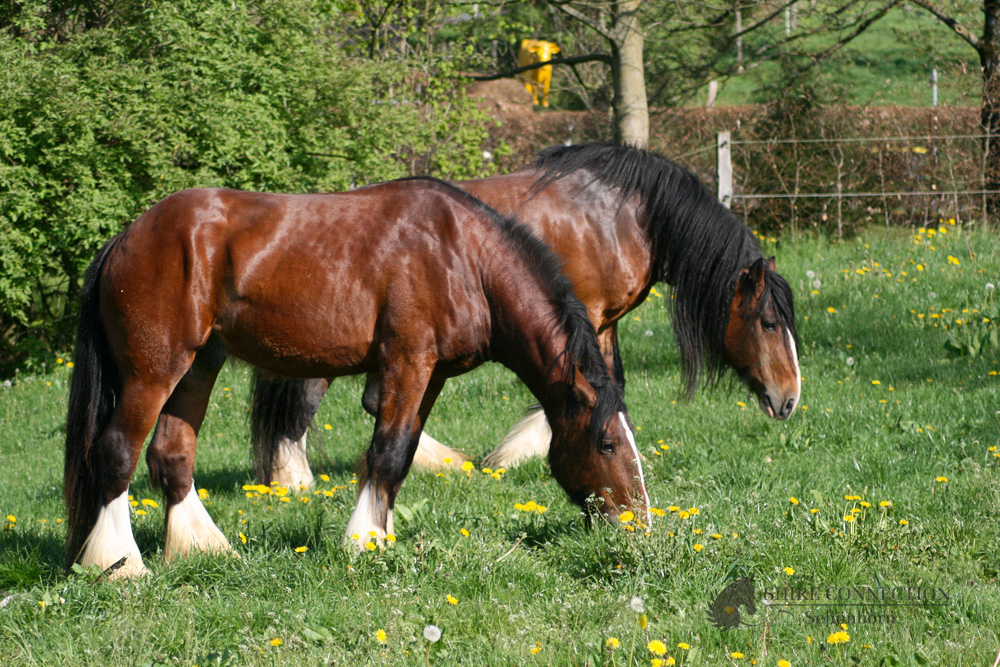 Warrior & Pride. Papa und Sohnemann, beide Hengste friedlich zusammen.