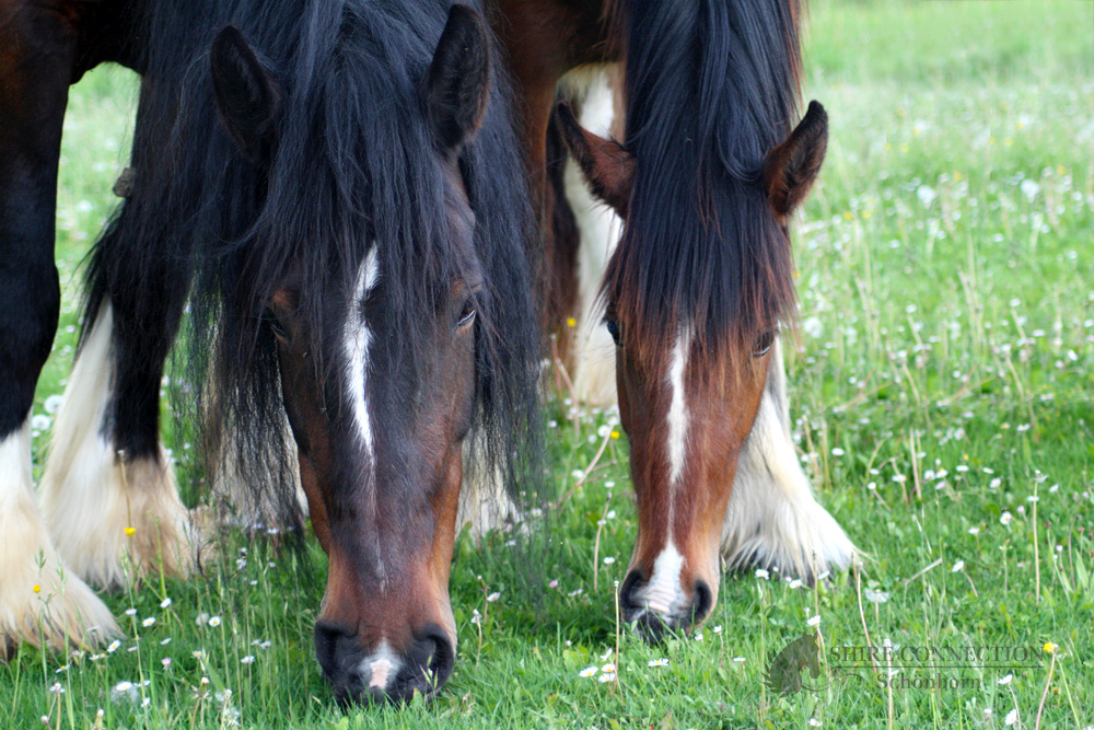 Bluebell & Linnchen, Mama und Tochter