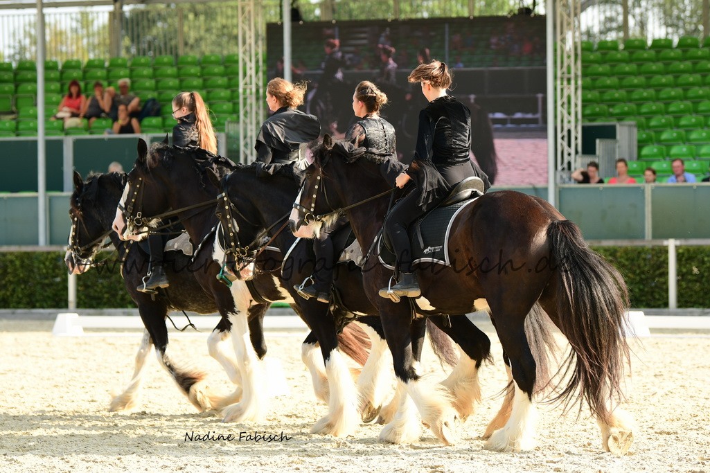 Schwarze Shire Horse Quadrille