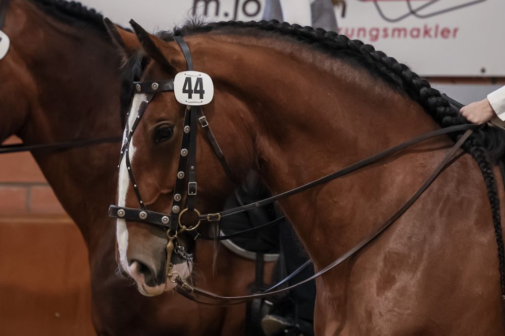 Reitklasse