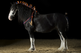 Shire Horse Hengstfohlen Wildenburg´s Moonlight Warrior
