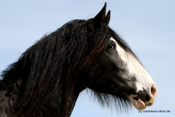 Retemeier´s Royal Dawn