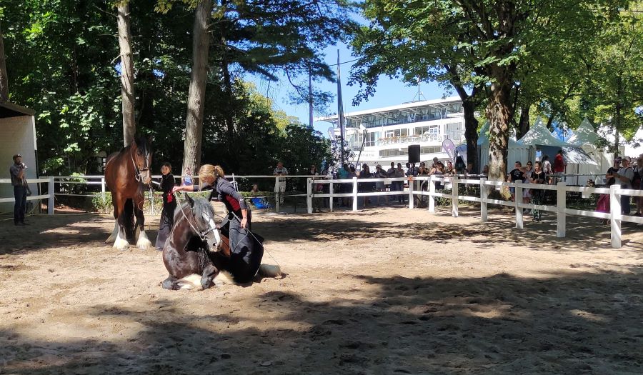 Reitsportmesse open Air Düsseldorf