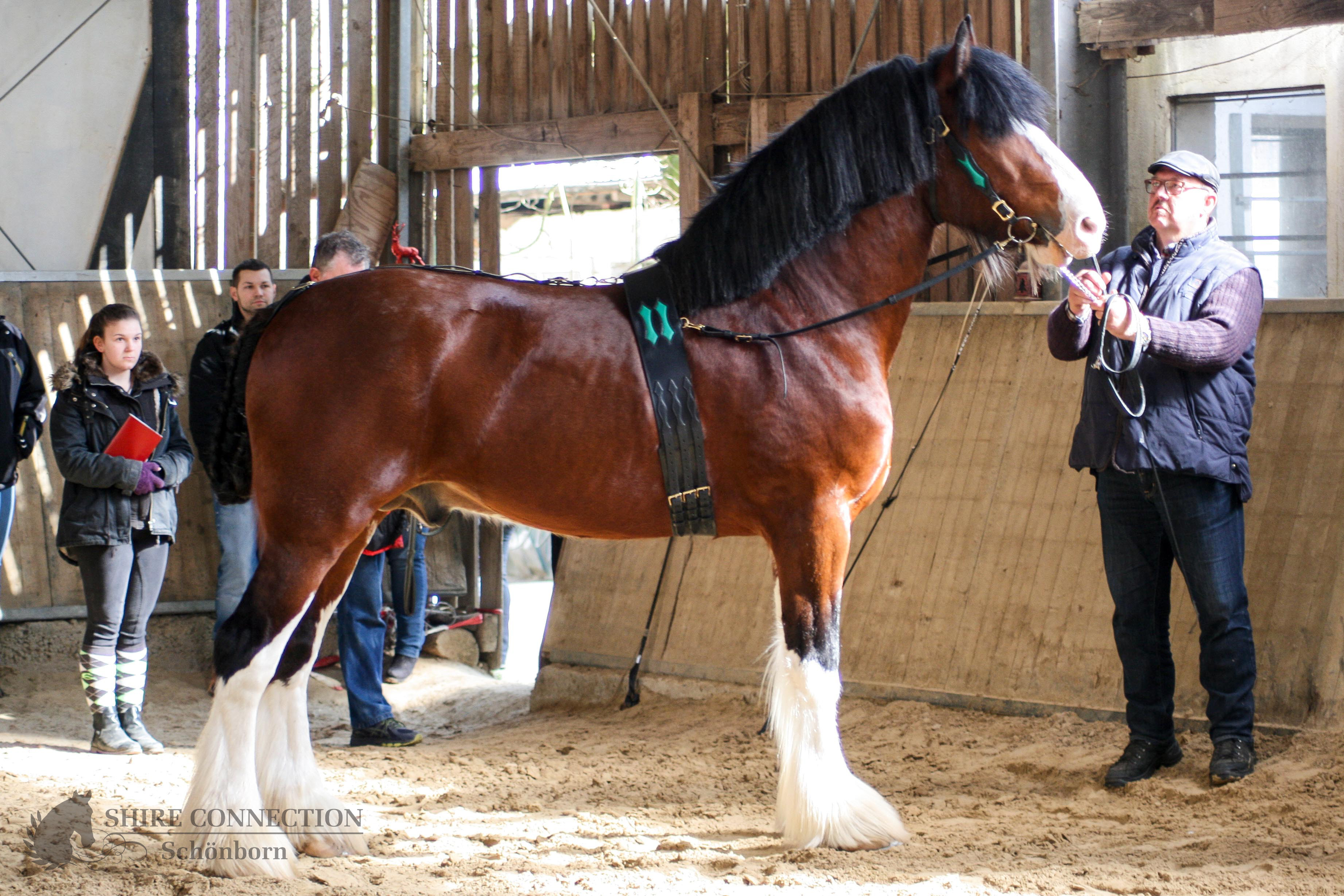 Shire Horse Hengst "Milnerfield Sir Harry"