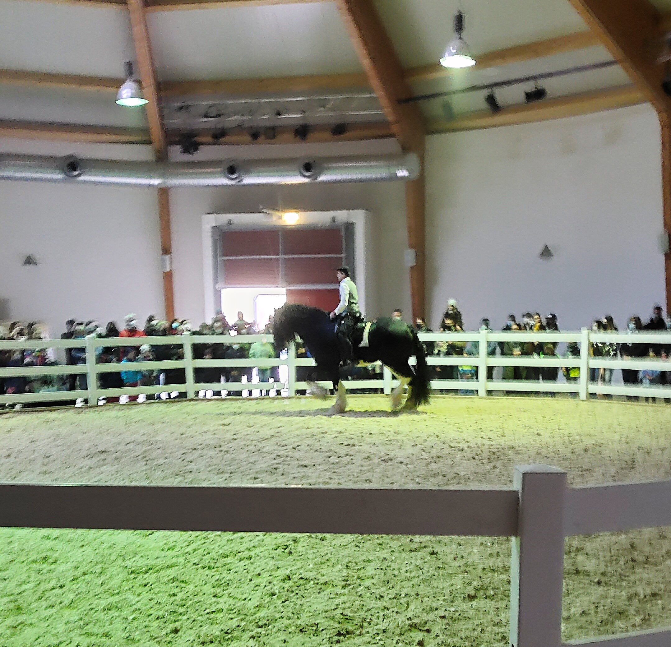 Shire Hengst Oscar klassisch geritten