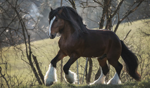 Shire Horse Deckhengst Farleyshire Pride