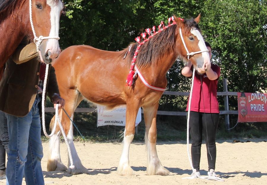 Shire Horse Jährlingsstute Miriel