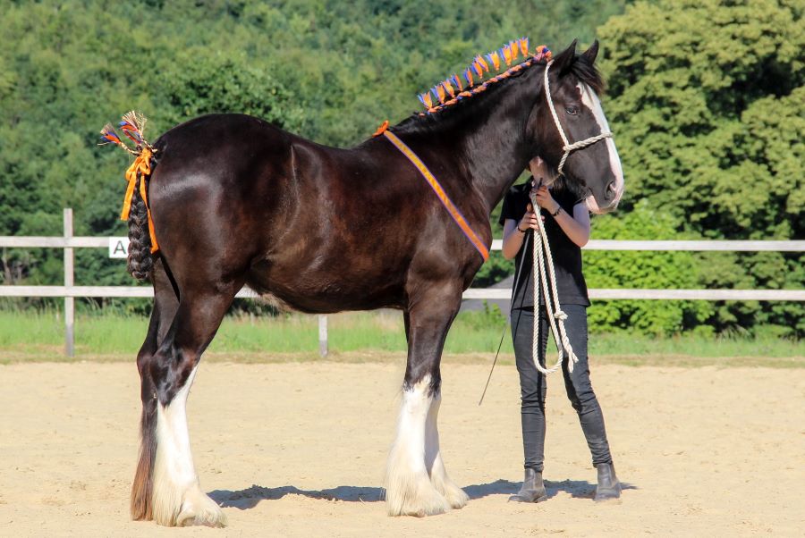 Shire Horse Jährnlingsstute Audra