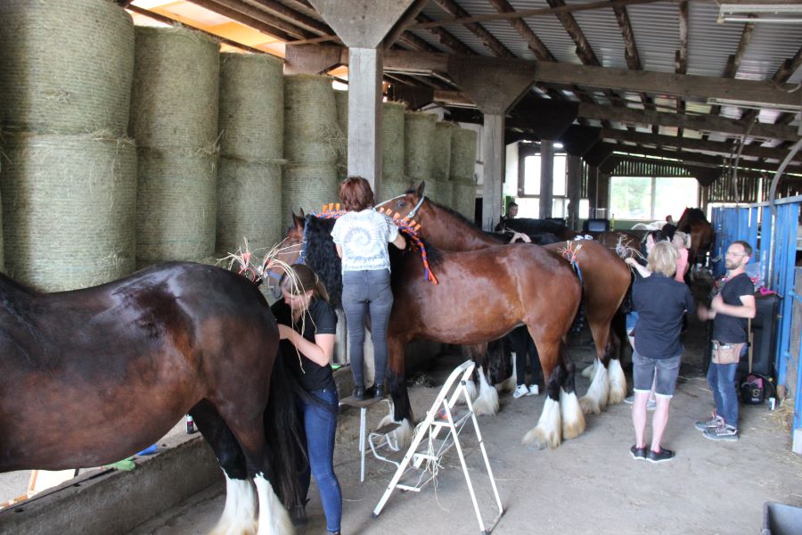 Shire Horse einflechten