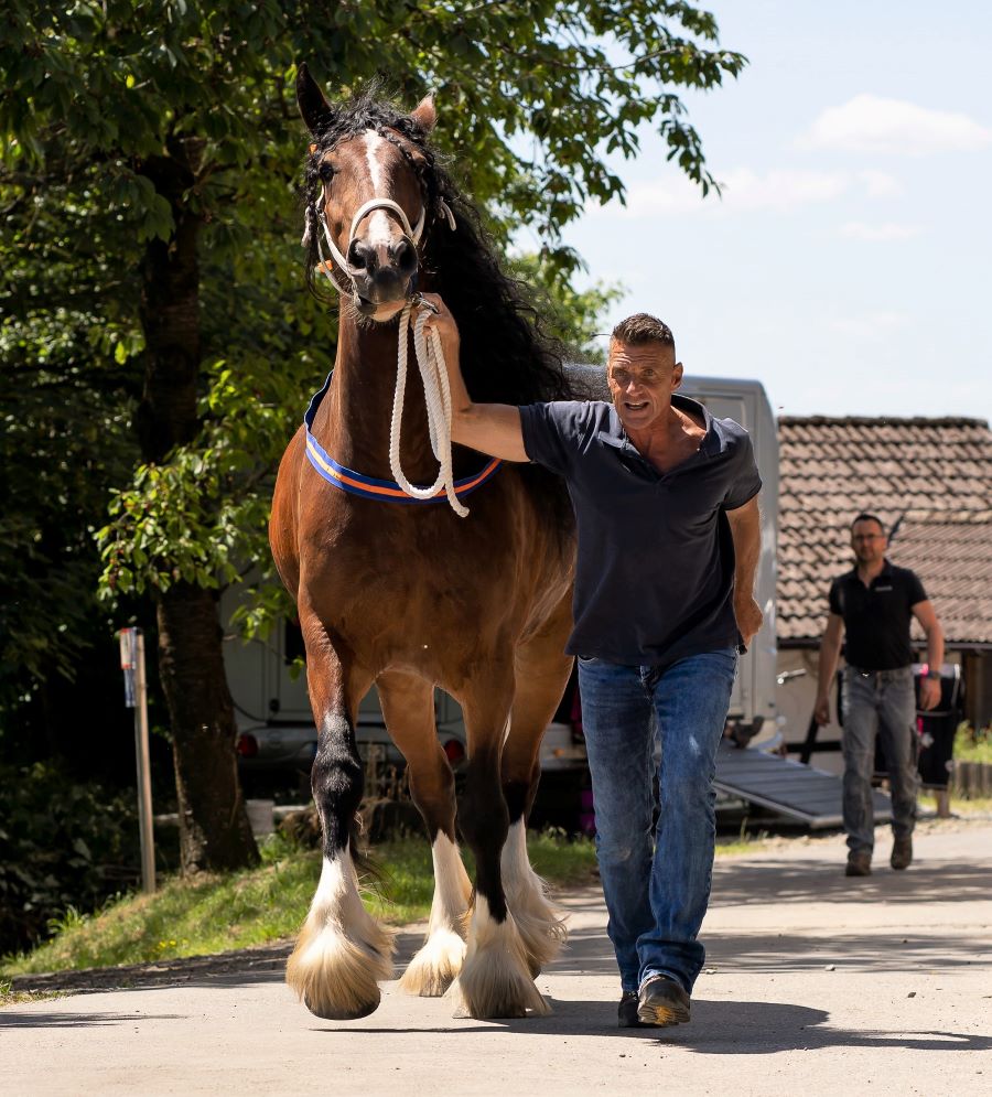 Shire Horse Vorstellung