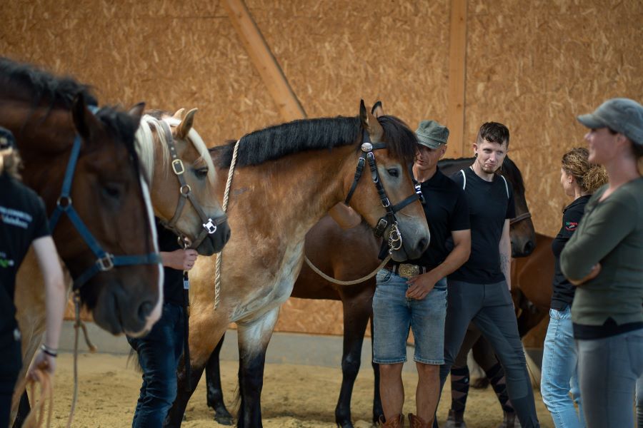 Pimp my Shire, Rassen Vergleich