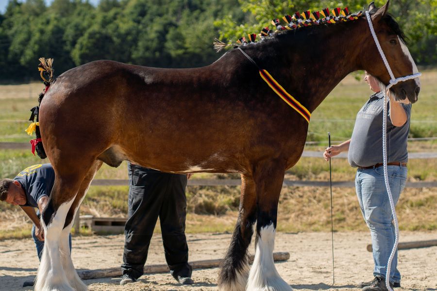 Shire Horse Wallach Ben