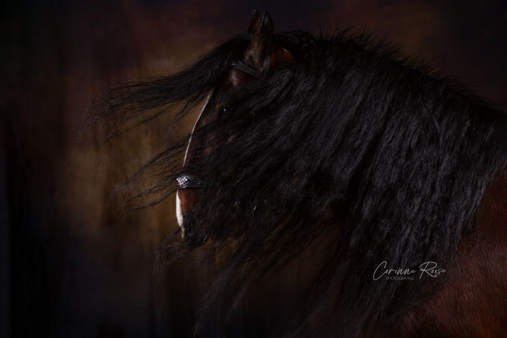 Shire Horse Stute "Linn!