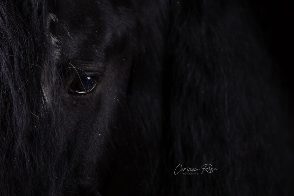 Shire Horse Hengst Oscar