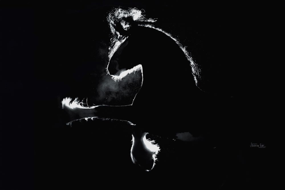 Shire Horse Hengst Oscar