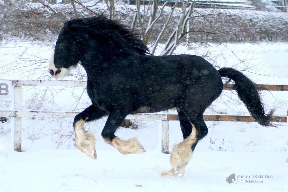  Sire Horse Ikarus
