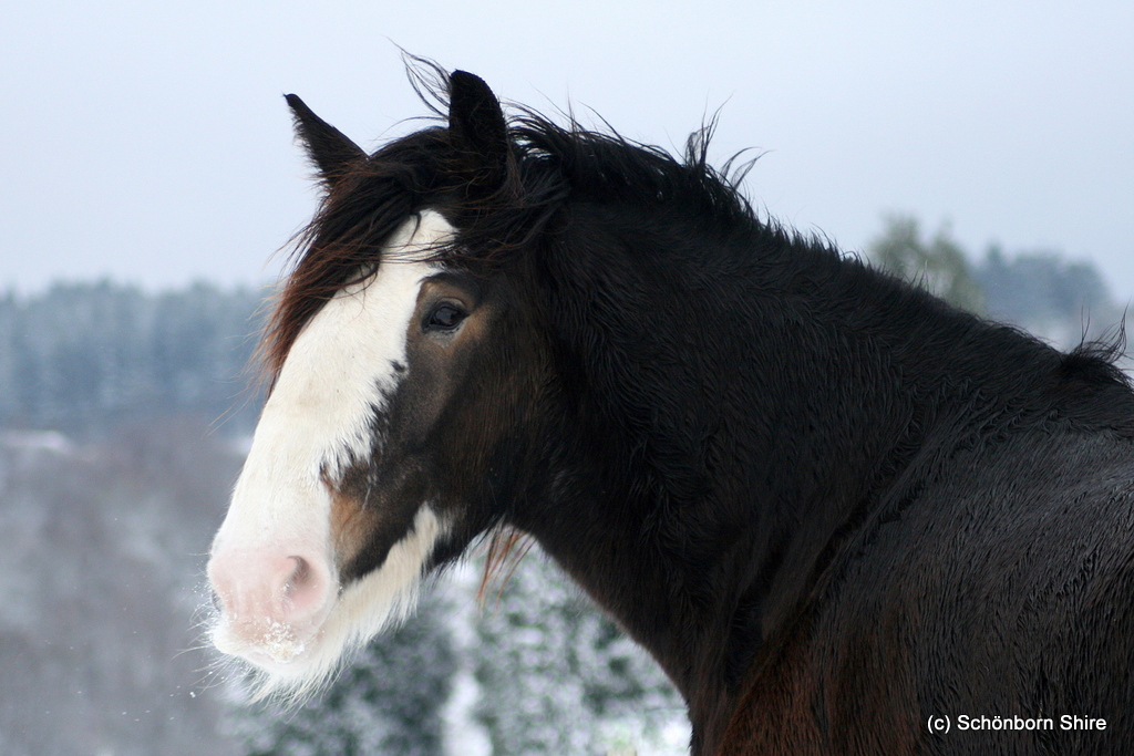 Shire Horse Stute Surprise