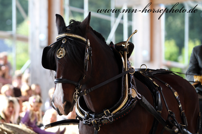 Risto Bundeszuchtschau 2010