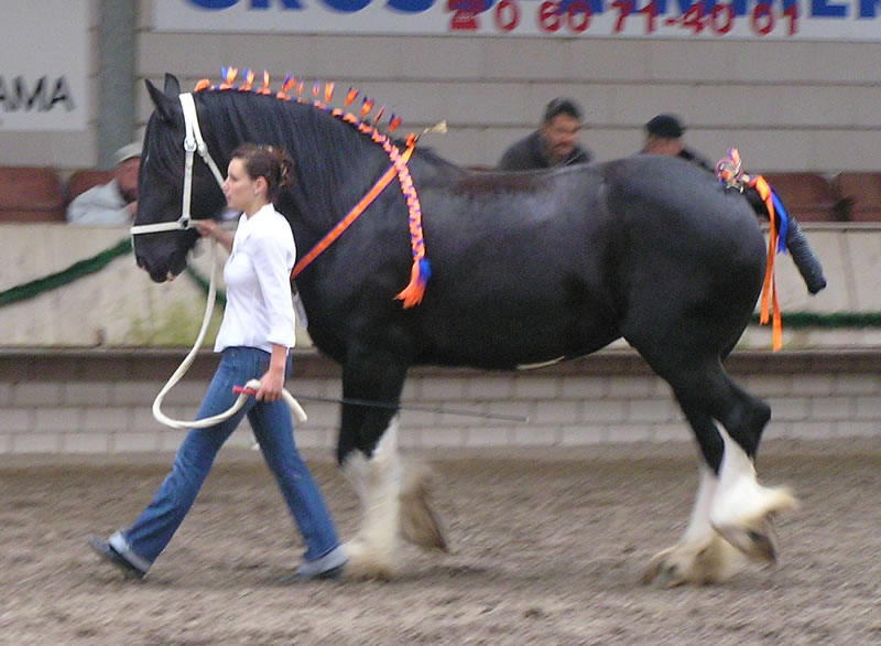 Shire Horse Bundeszuchtschau 2008