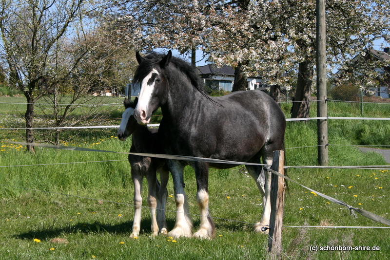 Shire Horse Stute Royal Dawn