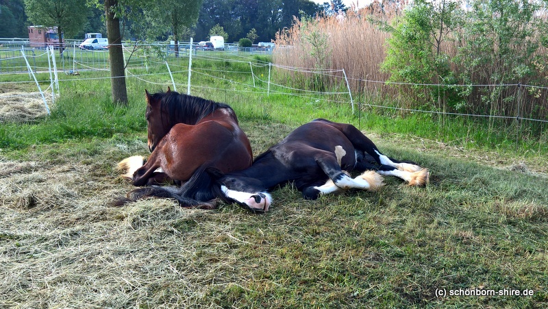 Shire Horse Junghengste chillen