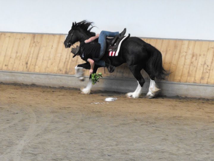 Messe Pferd, Niederndorf 2009