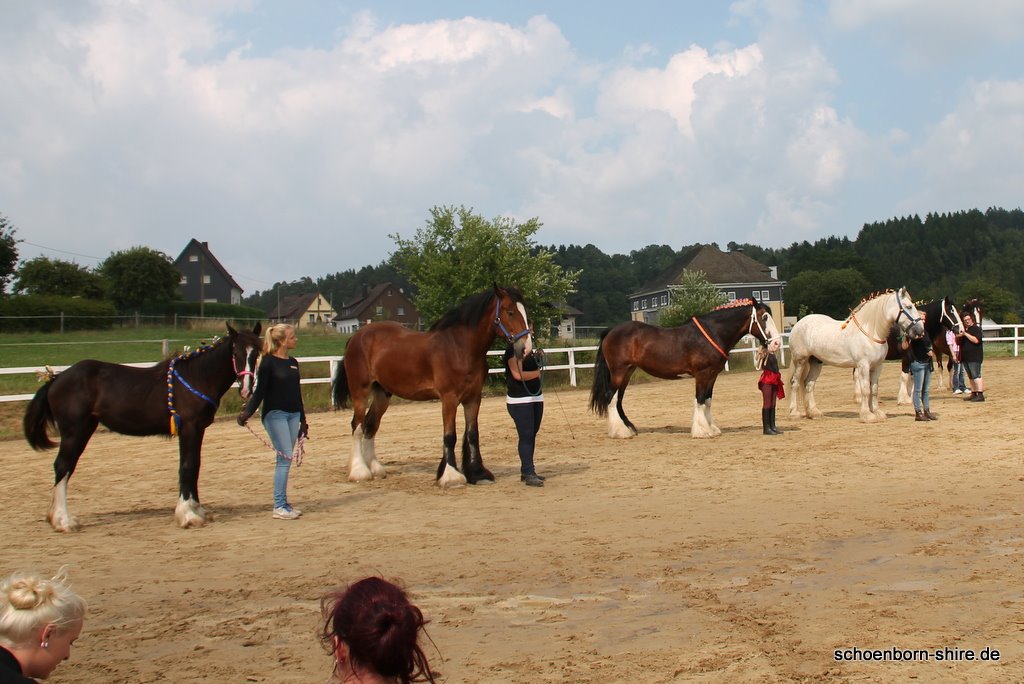 Shire Horses unter den Augen der Richter