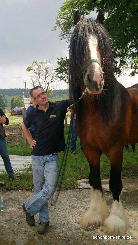 Shire Hengst Pride unser Demopferd für Behängewaschen