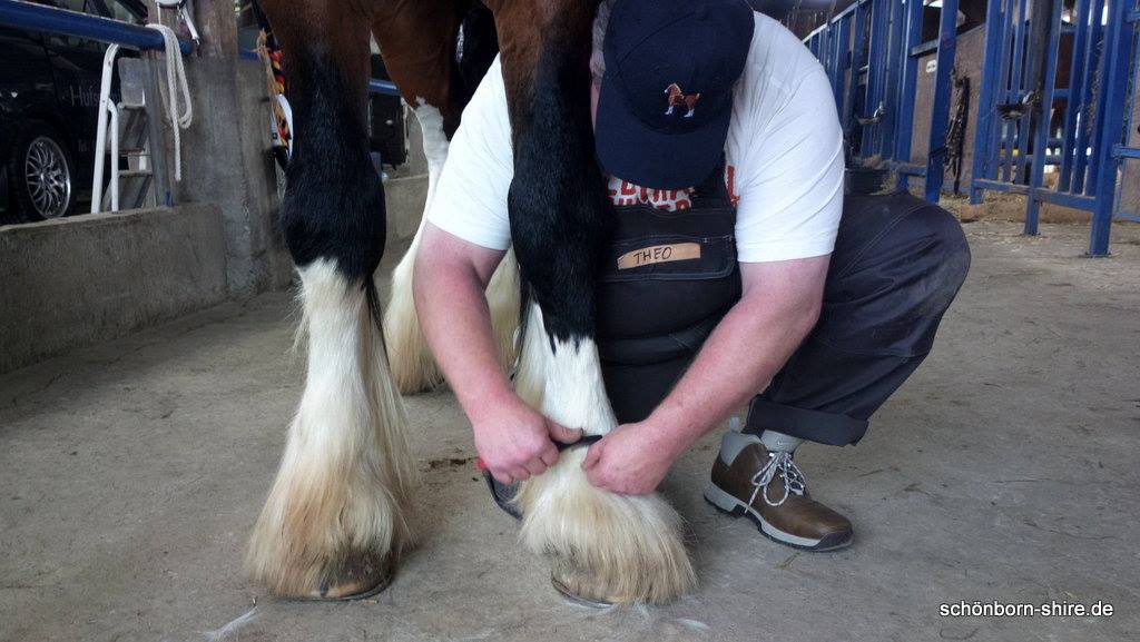 Shire Horse Schauseminar