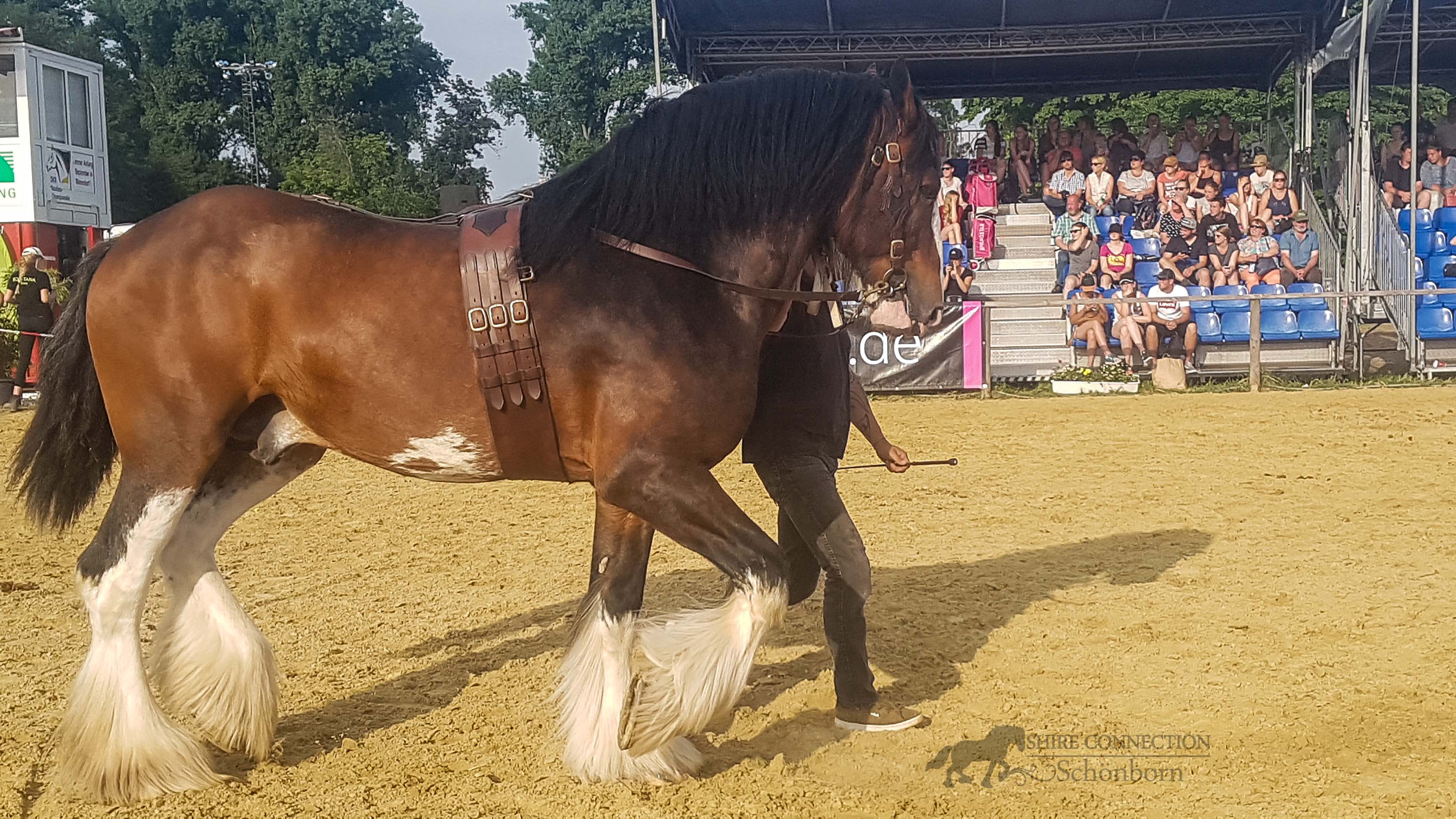 Hillmoor Diamond King