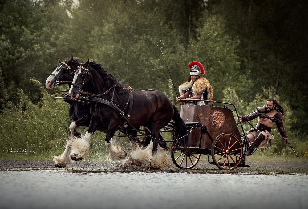 Shire Stuten Glory und Dörte vor dem Streitwagen