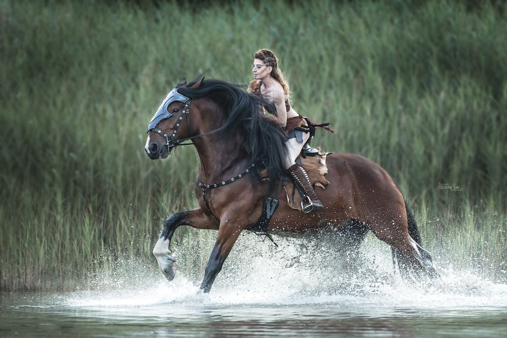 Shire Horse Stute Linn Krieger Shooting