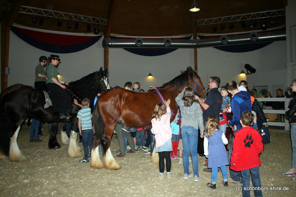 Shire Horse Jährlingshengst Warrior