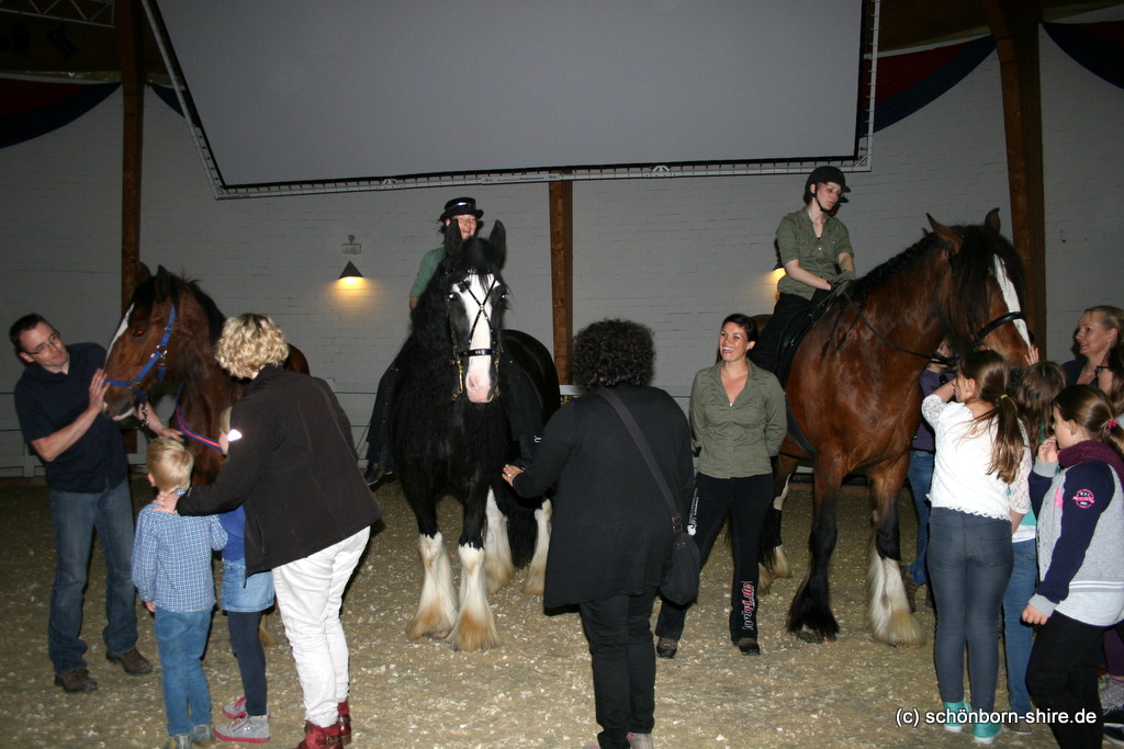 Unsere Shire Horses Warrior, Glory und Jack. Von S über M bis XL!