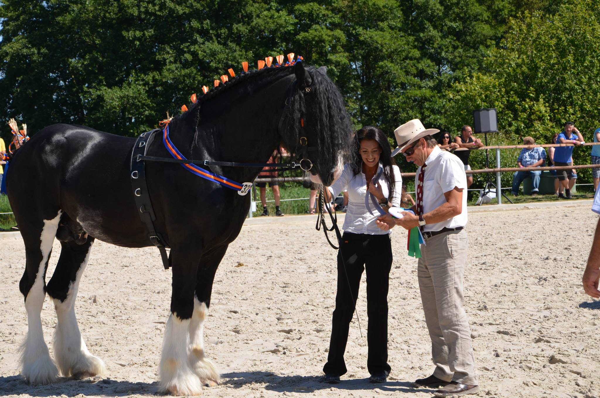 Shire Hengst Oscar, Reservesieger LZS Niedersachsen 2013